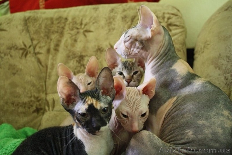 Чистокровные донские сфинксы - <ro>Изображение</ro><ru>Изображение</ru> #1, <ru>Объявление</ru> #1157226