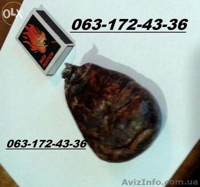 Бобровая струя(Мускус,Кастроем)от охотника - <ro>Изображение</ro><ru>Изображение</ru> #2, <ru>Объявление</ru> #1166264