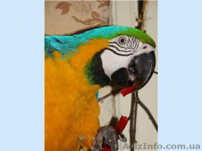 Отдадим попугая Ара в хорошие руки(бесплатно) - <ro>Изображение</ro><ru>Изображение</ru> #4, <ru>Объявление</ru> #1166578