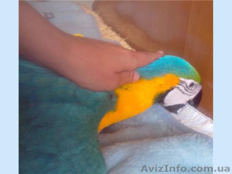 Отдадим попугая Ара в хорошие руки(бесплатно) - <ro>Изображение</ro><ru>Изображение</ru> #3, <ru>Объявление</ru> #1166578
