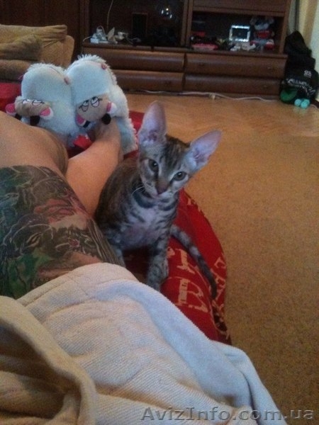 Чистокровные донские сфинксы - <ro>Изображение</ro><ru>Изображение</ru> #2, <ru>Объявление</ru> #1157226