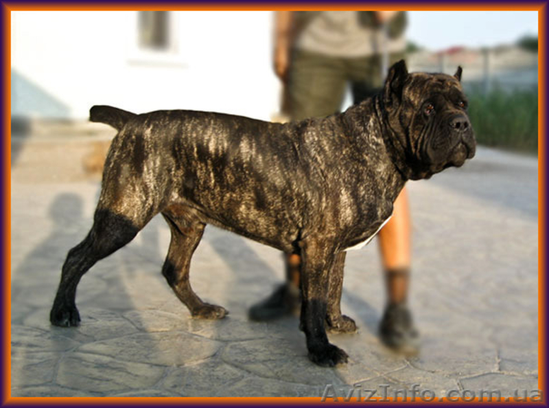 Щенки Кане Корсо - Запись. Ожидается суперпомет - <ro>Изображение</ro><ru>Изображение</ru> #2, <ru>Объявление</ru> #1154296