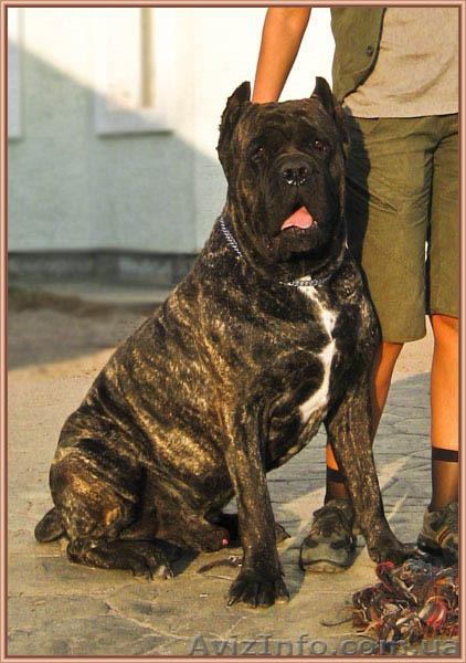 Щенки Кане Корсо - Запись. Суперпомет от - <ro>Изображение</ro><ru>Изображение</ru> #2, <ru>Объявление</ru> #1166639