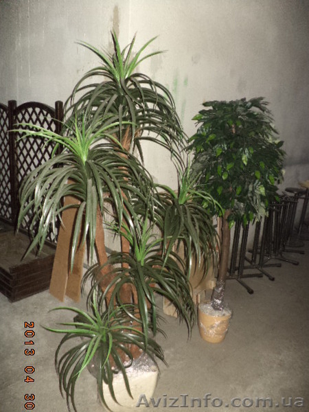 Деревья декоративные б/у - <ro>Изображение</ro><ru>Изображение</ru> #2, <ru>Объявление</ru> #1160944