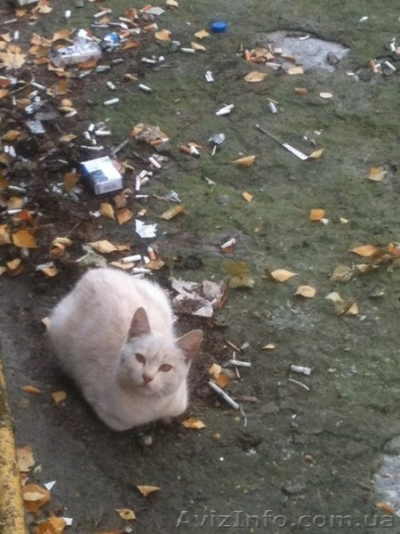 Спасите котёнка! - <ro>Изображение</ro><ru>Изображение</ru> #1, <ru>Объявление</ru> #1164314