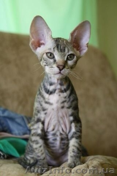 Чистокровные донские сфинксы - <ro>Изображение</ro><ru>Изображение</ru> #5, <ru>Объявление</ru> #1157226