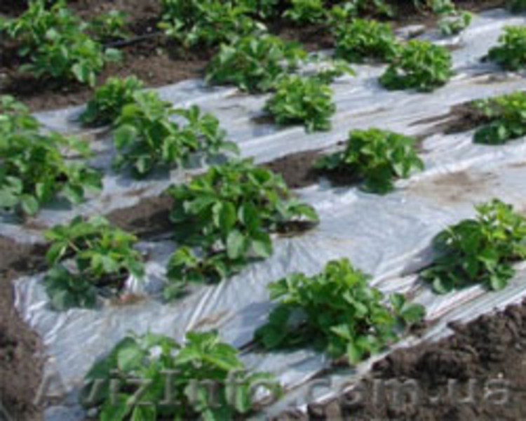 Производство полиэтиленовой плёнки - <ro>Изображение</ro><ru>Изображение</ru> #3, <ru>Объявление</ru> #1166561