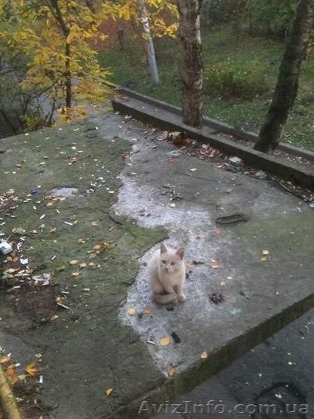 Спасите котёнка! - <ro>Изображение</ro><ru>Изображение</ru> #2, <ru>Объявление</ru> #1164314