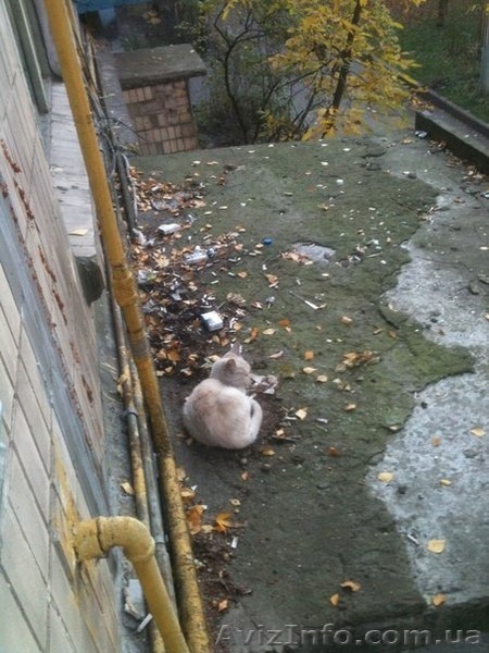 Спасите котёнка! - <ro>Изображение</ro><ru>Изображение</ru> #3, <ru>Объявление</ru> #1164314