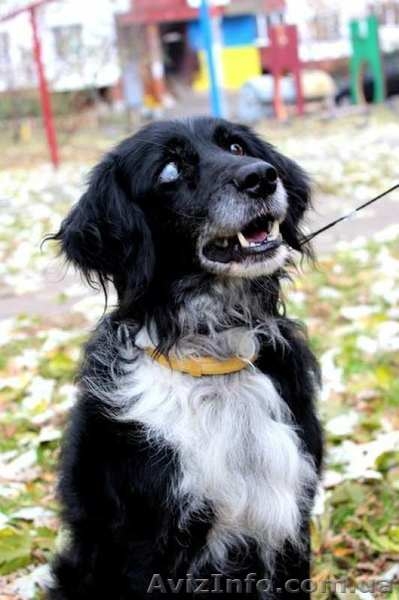 Отдам собаку в хорошие руки, Киев - <ro>Изображение</ro><ru>Изображение</ru> #1, <ru>Объявление</ru> #1175405