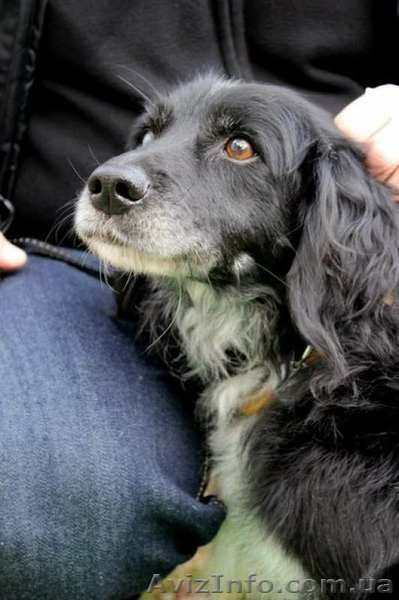 Отдам собаку в хорошие руки, Киев - <ro>Изображение</ro><ru>Изображение</ru> #3, <ru>Объявление</ru> #1175405