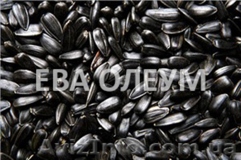 Услуги по сушке зерновых и бобовых культур - <ro>Изображение</ro><ru>Изображение</ru> #2, <ru>Объявление</ru> #1171646