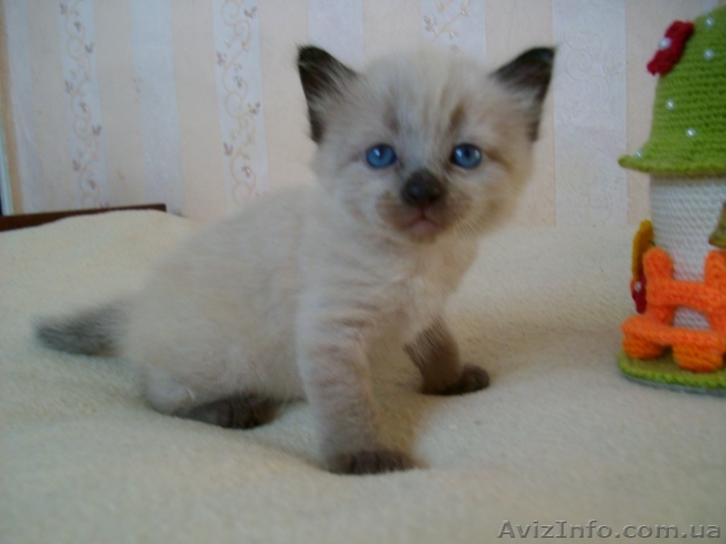 меконгский бобтейл - <ro>Изображение</ro><ru>Изображение</ru> #3, <ru>Объявление</ru> #1175422