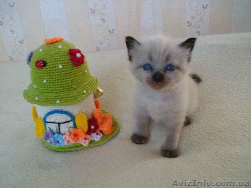 меконгский бобтейл - <ro>Изображение</ro><ru>Изображение</ru> #2, <ru>Объявление</ru> #1175422