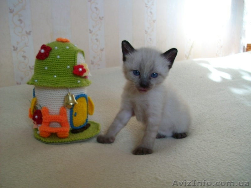 меконгский бобтейл - <ro>Изображение</ro><ru>Изображение</ru> #1, <ru>Объявление</ru> #1175422