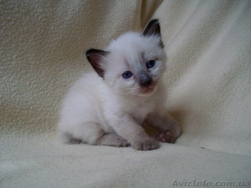 меконгский бобтейл - <ro>Изображение</ro><ru>Изображение</ru> #4, <ru>Объявление</ru> #1175422