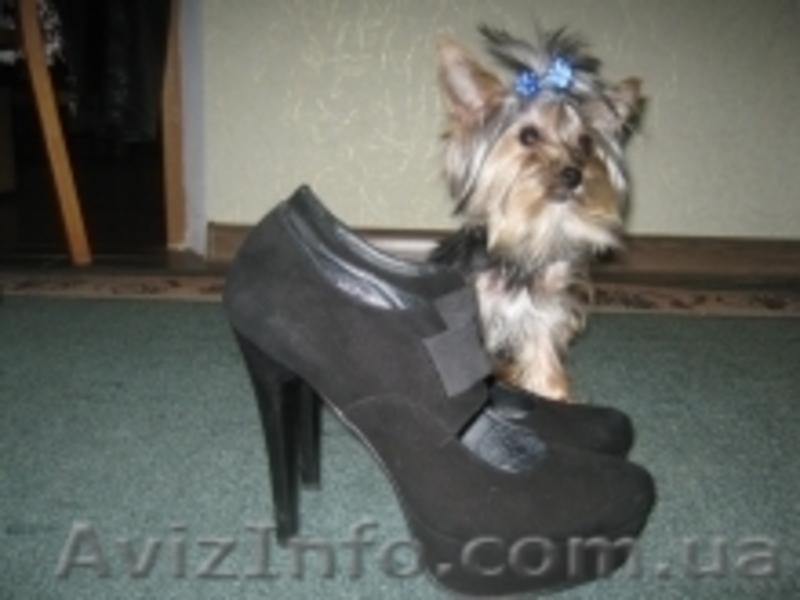 Подрощенный йорк мальчик 10мес-1кг. - <ro>Изображение</ro><ru>Изображение</ru> #1, <ru>Объявление</ru> #1179386