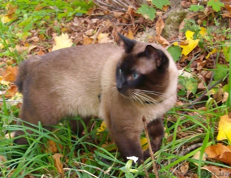 меконгский бобтейл - <ro>Изображение</ro><ru>Изображение</ru> #5, <ru>Объявление</ru> #1175422