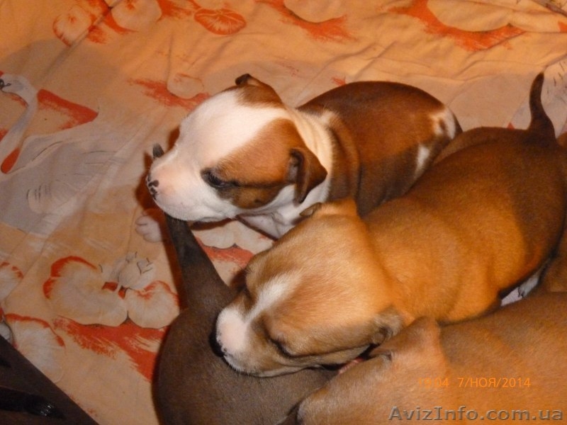 Девочки Ам.Стаф.Терьер. - <ro>Изображение</ro><ru>Изображение</ru> #4, <ru>Объявление</ru> #1175272