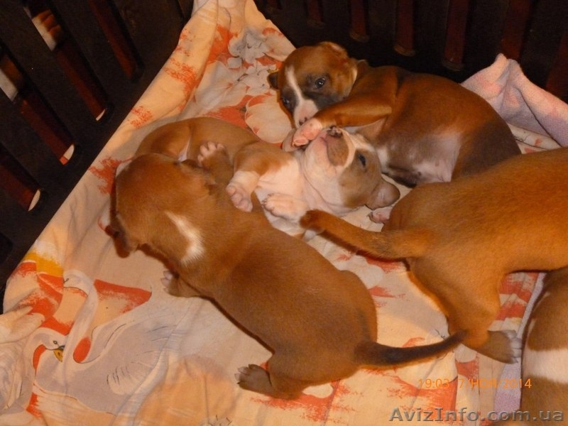 Девочки Ам.Стаф.Терьер. - <ro>Изображение</ro><ru>Изображение</ru> #3, <ru>Объявление</ru> #1175272