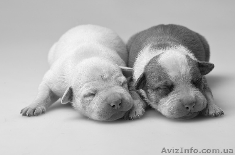 Фотосьемка животных в Киеве. Фото кошек, собак! - <ro>Изображение</ro><ru>Изображение</ru> #2, <ru>Объявление</ru> #1196619