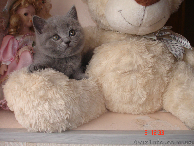 ПЛЮШЕВЫЕ КОШЕЧКИ - <ro>Изображение</ro><ru>Изображение</ru> #4, <ru>Объявление</ru> #1186459