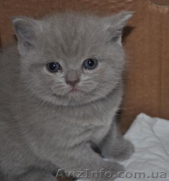 ПЛЮШЕВЫЕ КОШЕЧКИ - <ro>Изображение</ro><ru>Изображение</ru> #1, <ru>Объявление</ru> #1186459