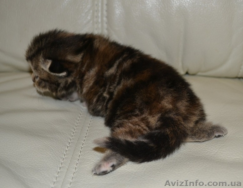 Вислоухая мраморная девочка - <ro>Изображение</ro><ru>Изображение</ru> #3, <ru>Объявление</ru> #1195939