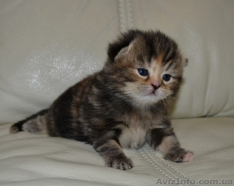 Вислоухая мраморная девочка - <ro>Изображение</ro><ru>Изображение</ru> #2, <ru>Объявление</ru> #1195939