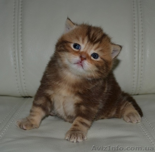 Шоколадный мраморный мальчик - <ro>Изображение</ro><ru>Изображение</ru> #1, <ru>Объявление</ru> #1195944