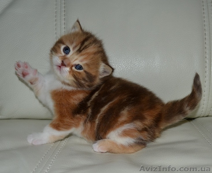 Шоколадная мраморная черепашка биколор - <ro>Изображение</ro><ru>Изображение</ru> #3, <ru>Объявление</ru> #1195942