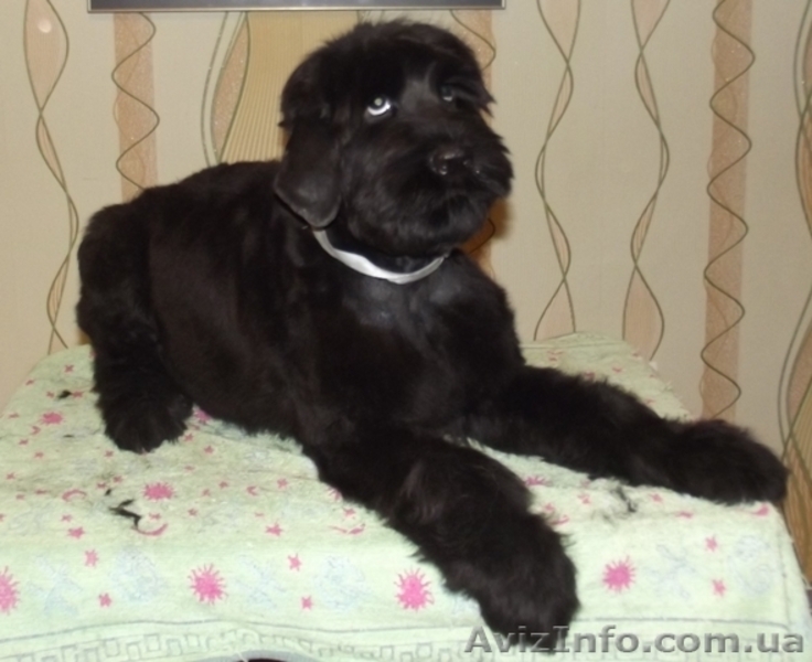 Питомник Предлагает щенков Черного Терьера с родословной - <ro>Изображение</ro><ru>Изображение</ru> #3, <ru>Объявление</ru> #1195361