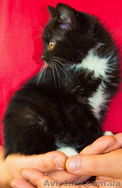 Котенок БЕСПЛАТНО - <ro>Изображение</ro><ru>Изображение</ru> #1, <ru>Объявление</ru> #1195567