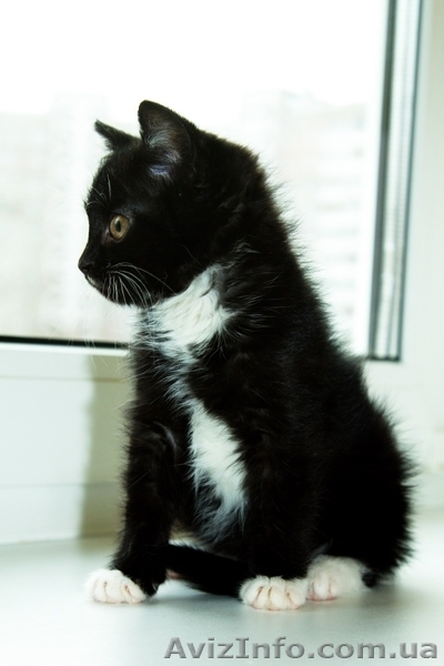 Котенок БЕСПЛАТНО - <ro>Изображение</ro><ru>Изображение</ru> #4, <ru>Объявление</ru> #1195567