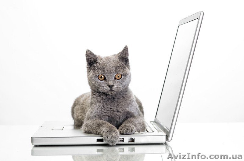 Фотосьемка животных в Киеве. Фото кошек, собак! - <ro>Изображение</ro><ru>Изображение</ru> #1, <ru>Объявление</ru> #1196619