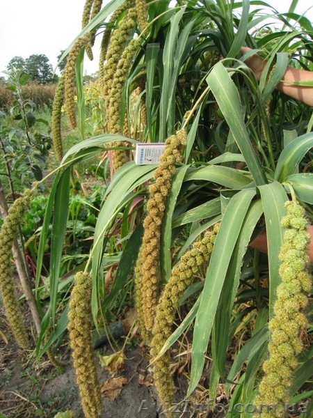 Корм для попугаев,амадин, астрильдов,канареек и др.декоративных птиц.       - <ro>Изображение</ro><ru>Изображение</ru> #3, <ru>Объявление</ru> #1184953