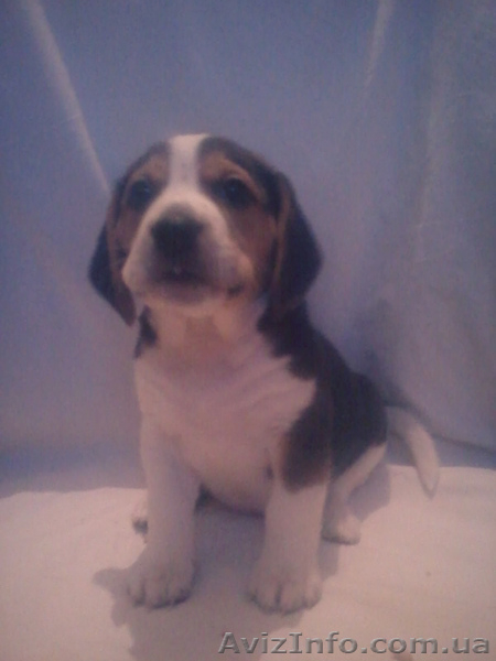 Резервирование щенков Бигля. - <ro>Изображение</ro><ru>Изображение</ru> #1, <ru>Объявление</ru> #1199516