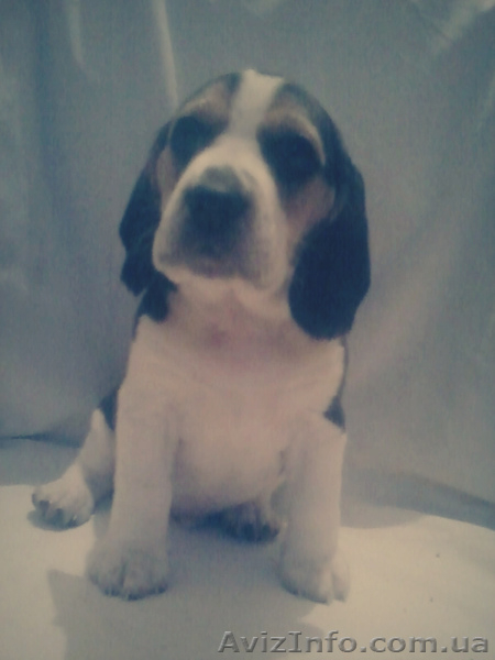 Резервирование щенков Бигля. - <ro>Изображение</ro><ru>Изображение</ru> #2, <ru>Объявление</ru> #1199516