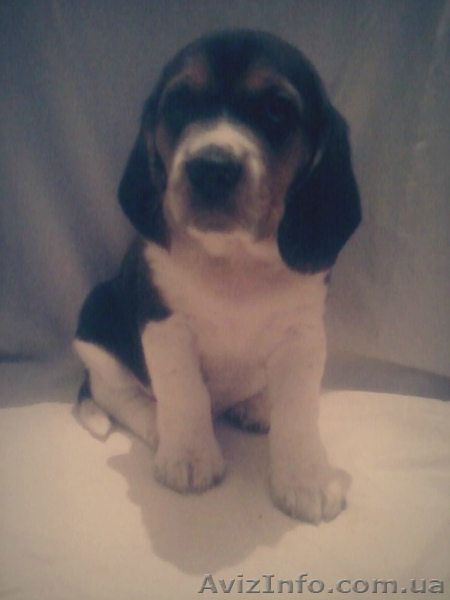 Резервирование щенков Бигля. - <ro>Изображение</ro><ru>Изображение</ru> #3, <ru>Объявление</ru> #1199516