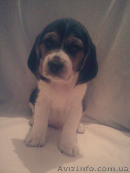 Резервирование щенков Бигля. - <ro>Изображение</ro><ru>Изображение</ru> #4, <ru>Объявление</ru> #1199516