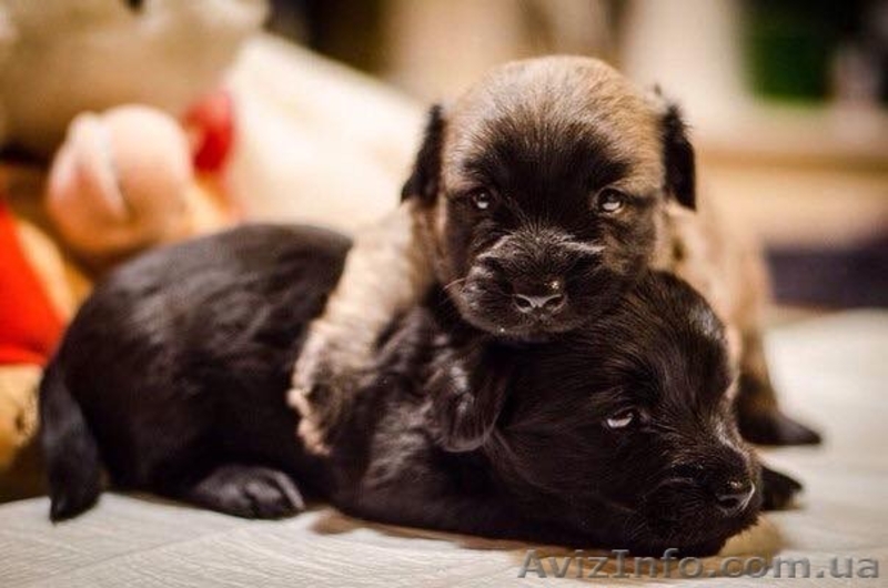 продам щенков скай терьера - <ro>Изображение</ro><ru>Изображение</ru> #1, <ru>Объявление</ru> #1208065