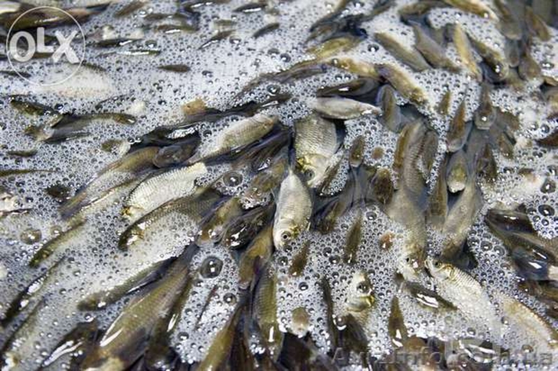 Продажа живца карася - <ro>Изображение</ro><ru>Изображение</ru> #1, <ru>Объявление</ru> #1205892