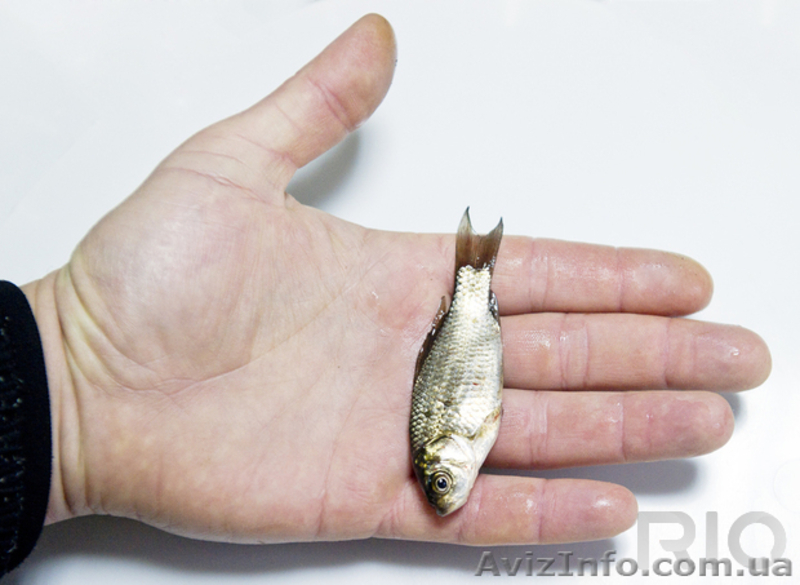 Продажа живца карася - <ro>Изображение</ro><ru>Изображение</ru> #2, <ru>Объявление</ru> #1205892