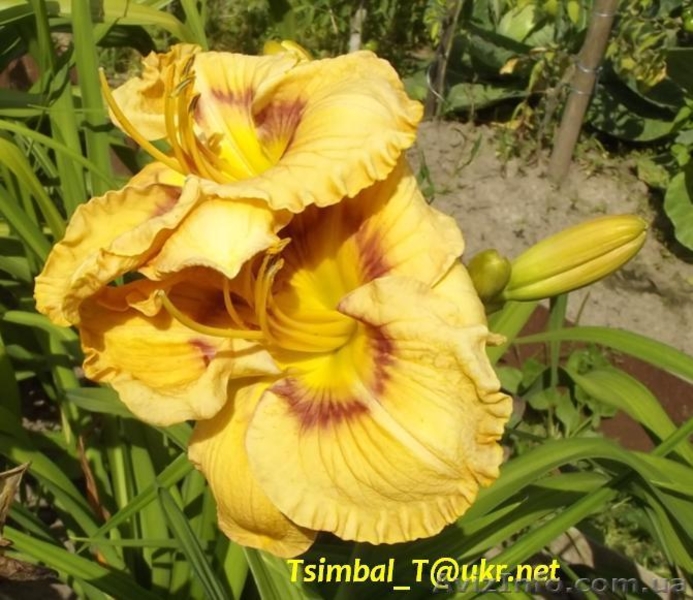 Продажа сортовых Лилейников - <ro>Изображение</ro><ru>Изображение</ru> #9, <ru>Объявление</ru> #912612