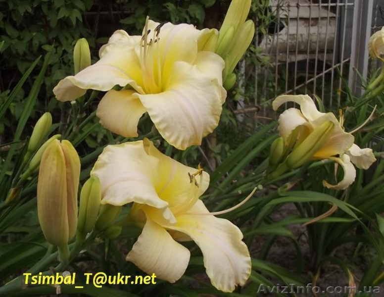 Продажа сортовых Лилейников - <ro>Изображение</ro><ru>Изображение</ru> #3, <ru>Объявление</ru> #912612