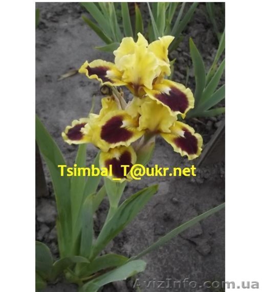 Ирисы-Карлики.Продажа - <ro>Изображение</ro><ru>Изображение</ru> #10, <ru>Объявление</ru> #912597