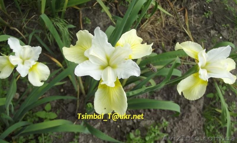Продам ,,безбородые,,Ирисы;сибирские, луизианские.Из коллекции Владимира Цымбала - <ro>Изображение</ro><ru>Изображение</ru> #1, <ru>Объявление</ru> #1211434