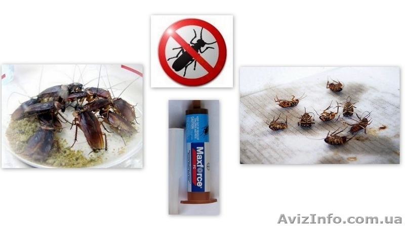 Maxforce Magnum Американский гель от тараканов, прусаков от дезинфекторов  - <ro>Изображение</ro><ru>Изображение</ru> #1, <ru>Объявление</ru> #1206499