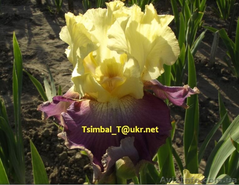 Ирисы высокие бородатые.Продажа - <ro>Изображение</ro><ru>Изображение</ru> #5, <ru>Объявление</ru> #912577