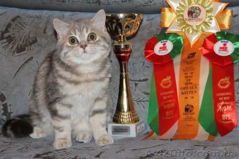 Шотландский ШОУ-котик - <ro>Изображение</ro><ru>Изображение</ru> #3, <ru>Объявление</ru> #1206465